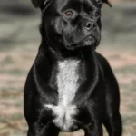 Staffordshire Bull Terrier